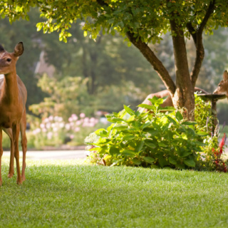 Before you rush into planting your dream yard, keep a few tips in mind.